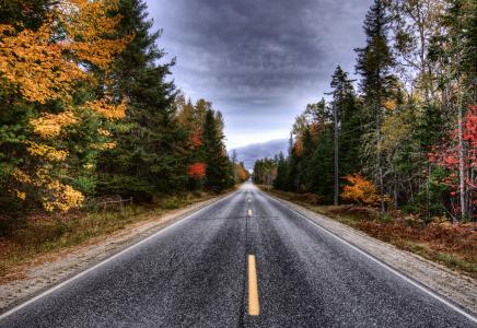 秋天，道路，森林，树木，景观