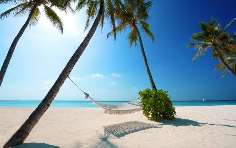 吊床，棕榈树，海，岸，沙子