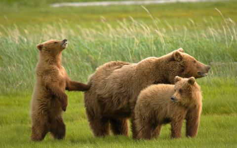 熊的家庭，母亲，小熊，绿草，自然