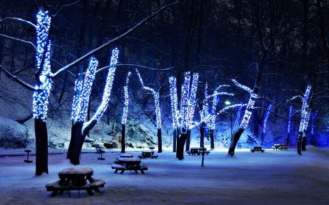 照明，树木，雪