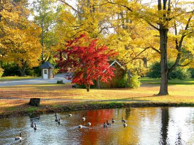 秋天，公园，池塘，树木，景观