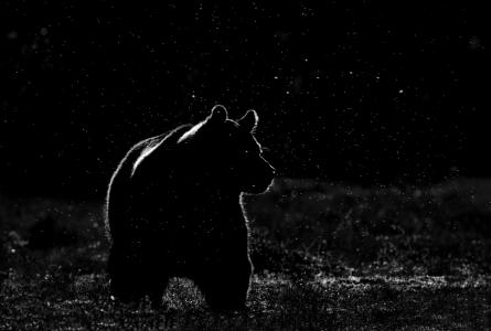 晚上，星星，大熊，小熊