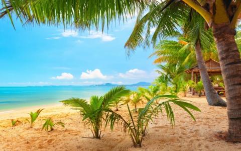 海，棕榈树，沙滩