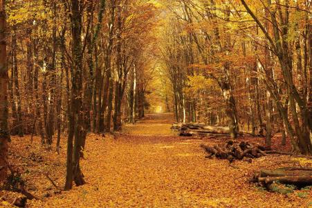 秋天，森林，道路，日志，树木，景观