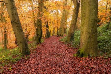 秋天，森林，树木，景观，县，伍斯特郡，英格兰，伍斯特郡，英格兰