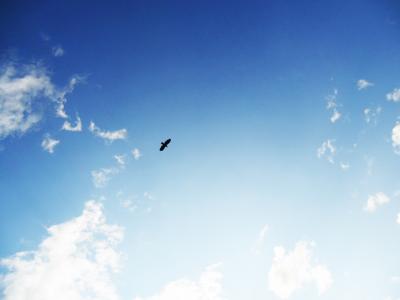 天空，蓝色，鸟