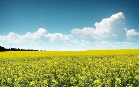 黄色的田野，天空，鲜花