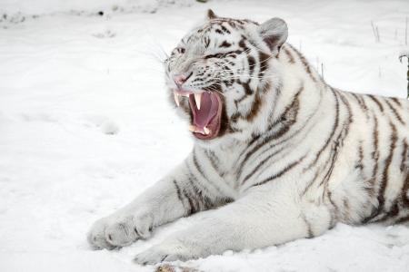 白虎，雪，捕食者，嘴巴，猫，老虎