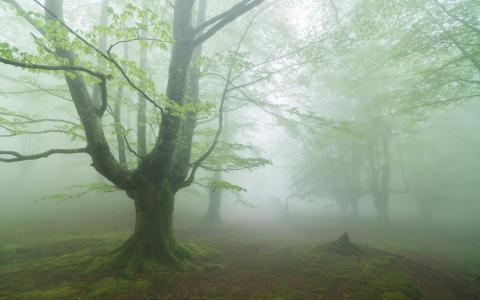 森林，雾，自然
