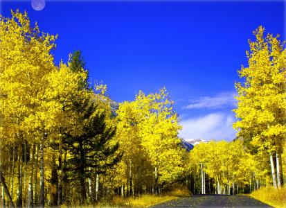 道路，秋季，树木，景观