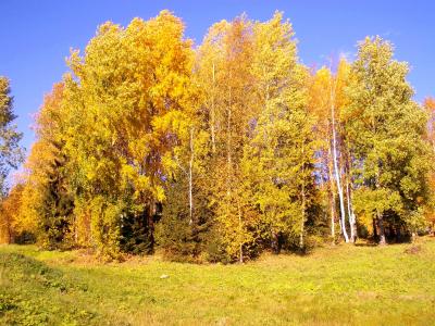 树木，秋天，风