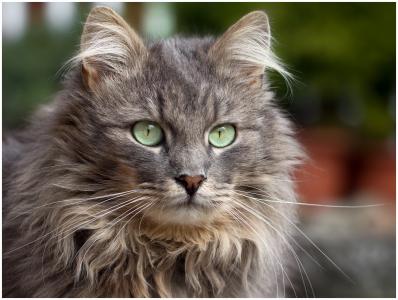 猫，猫，灰色，毛茸茸的，绿色的眼睛