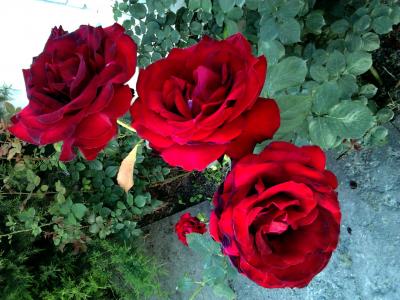 玫瑰，我的，红色的，三个