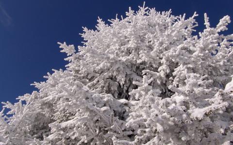 天空，积雪覆盖的树