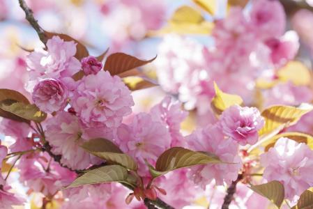 春天，盛开，叶子，花朵，粉红色