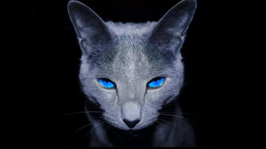 猫，蓝色的眼睛