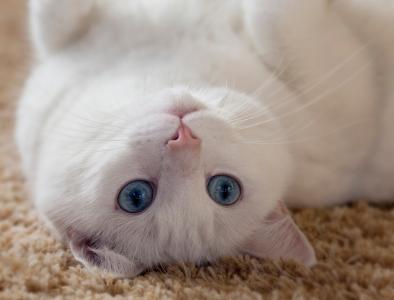 眼睛，耳朵，白色，看，猫，胡子