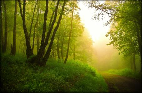 森林，树木，路，雾，性质