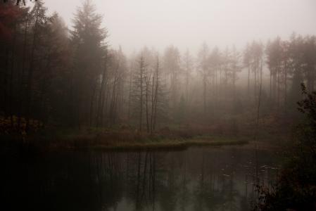 池塘，森林，大气，阴沉，动荡