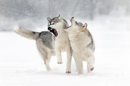 冬天，雪，狼，狼，游戏，咧嘴笑，爱