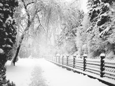 公园，单色，冬天，公园，路径，雪，冬天，路径，雪