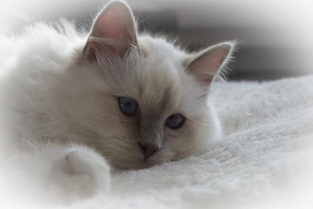 猫，猫，白色，白色，躺着，蓬松