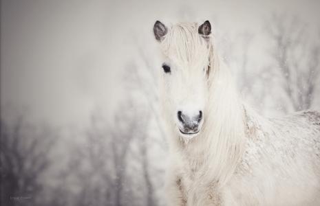 白色，雪，马，雪