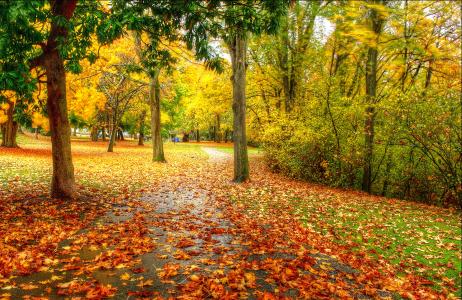 公园，树木，道路，秋季，景观