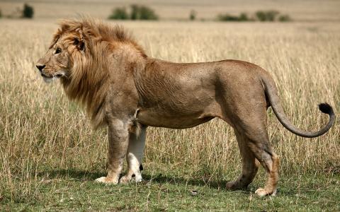 狮子，大草原