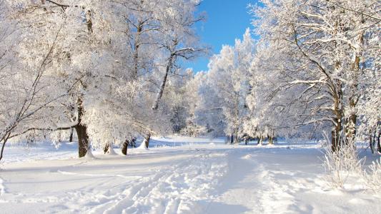 树木，白霜，雪