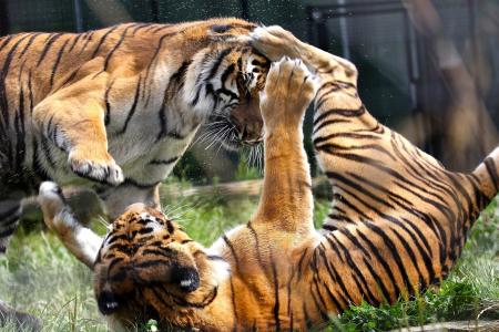 老虎，野猫，掠食者，一对夫妇，一场战斗，一场比赛，拆解，一个动物园