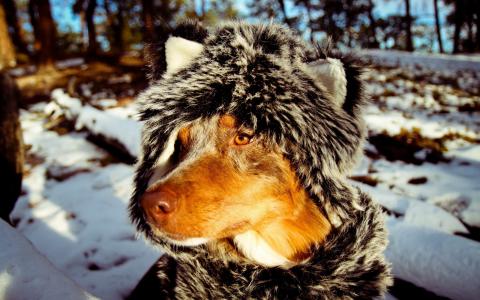 狗，男人的朋友，在一件裘皮大衣，冬天，冬天，狗，雪，朋友