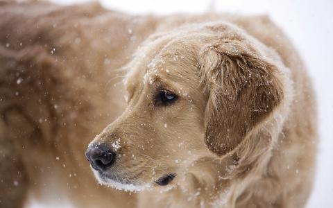 雪，狗，朋友