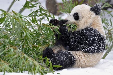 熊猫，竹子，树枝，树叶，冬天，雪