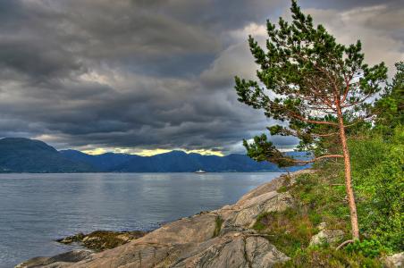 松恩峡湾，挪威，松恩峡湾，挪威，树，松树，山，云