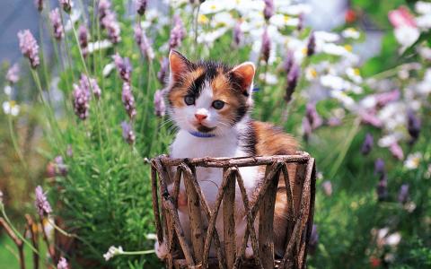 猫，猫，小猫，鲜花