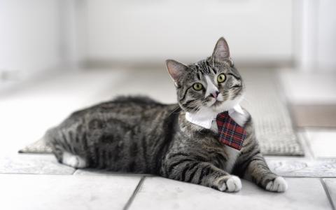 猫，猫，领带，看