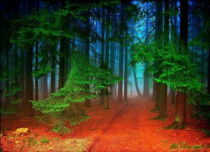 森林，树木，路，雾，性质