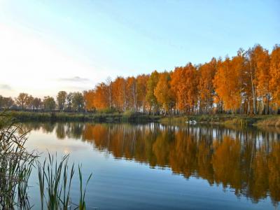 自然，景观，秋季，湖，树，反射