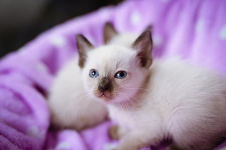 小猫，小猫，蓝色的眼睛