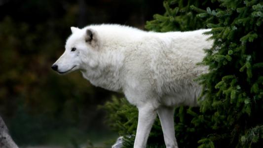狼，白，树