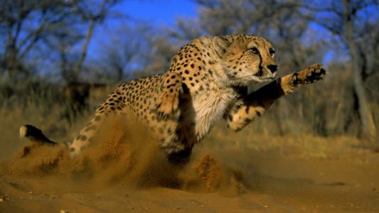 猎豹，跳跃，狂放，猫，沙子，尘土