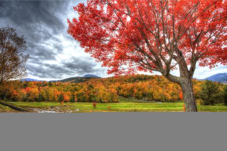 秋天，河，树木，领域，景观