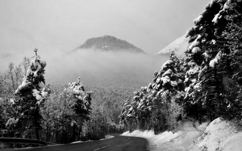 路，雪，雾，森林