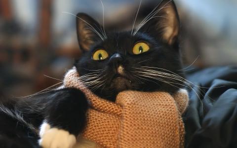 小猫围巾，温暖