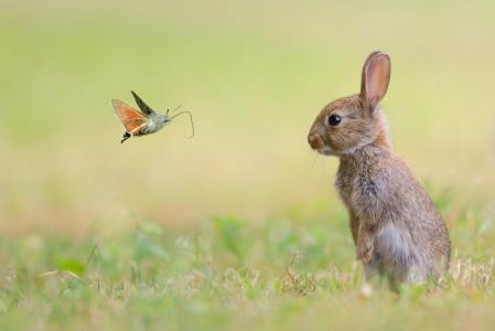 蝴蝶，动物，自然，兔子