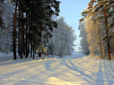 冬天，道路，雪，树木