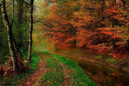 人类发展报告，树木，自然，步行，森林，秋季，叶子，水，河