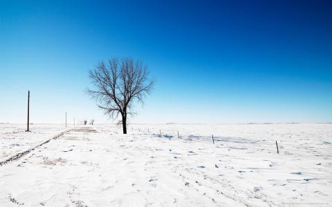树，雪，路