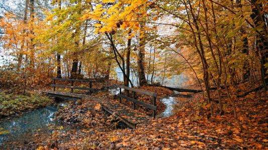 桥，沼泽，秋天